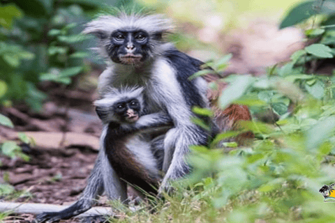 Zanzibar: Blue Lagoon with Snorkeling and Jozani Forest Tour