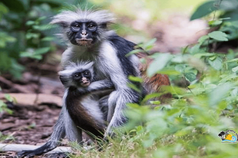 Zanzibar: Blue Lagoon with Snorkeling and Jozani Forest Tour