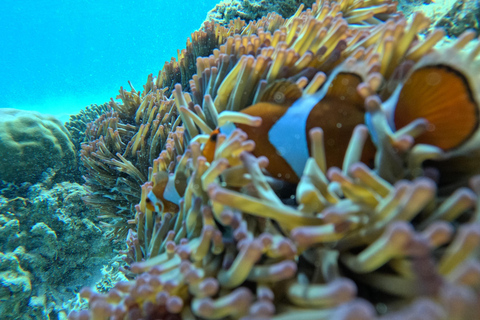 Gili Air: Sharring Snorkeling Experience by Boat