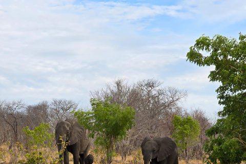 Kasane: 2-Day Chobe National Park Safari & River Cruise