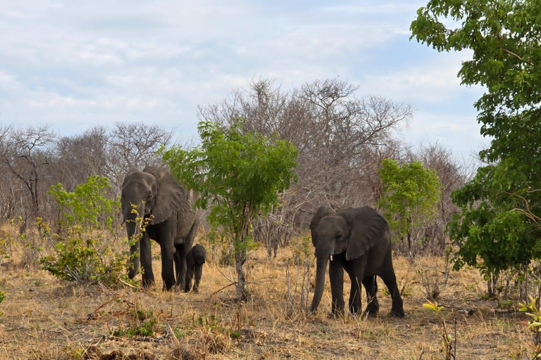 Kasane: 2-Day Chobe National Park Safari & River Cruise
