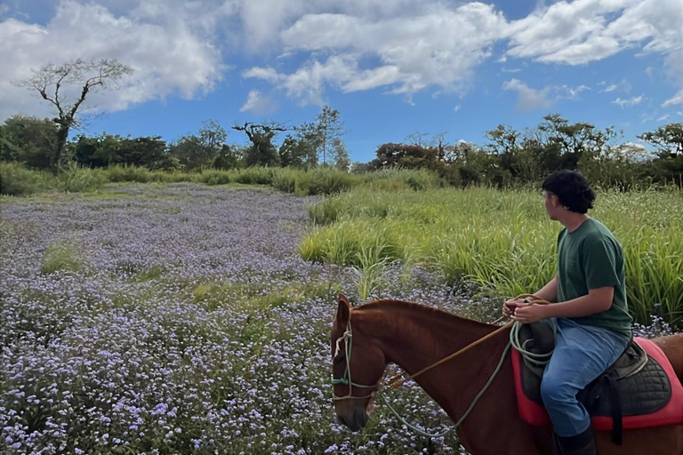 San José: Horseback Riding in Scenic Cloud Forest