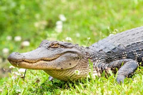 New Orleans Swamp & Bayou Boat Tour