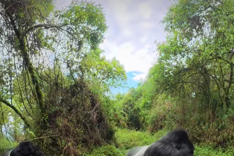 5-Day Gorilla Trekking & Wildlife Safari Experience