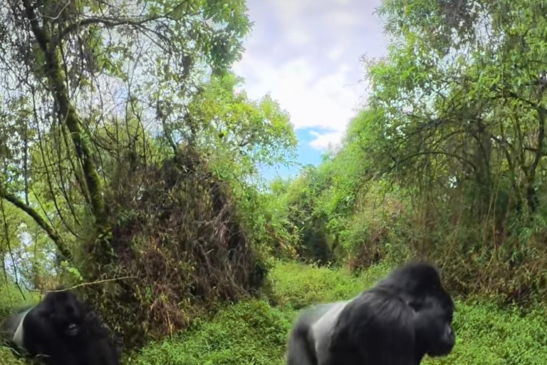5-Day Gorilla Trekking & Wildlife Safari Experience