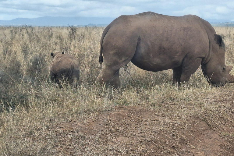 Nairobi National Park Half-Day Game Drive With Free Pick Up