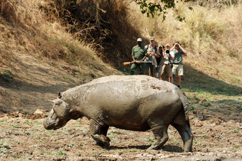 Safari/ Marche des rhinocéros