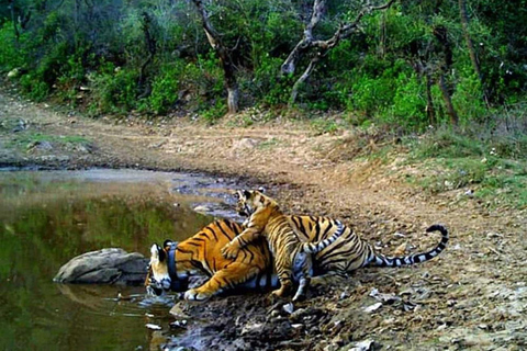 Safari nella natura di 2 giorni a Ranthambore e Sariska da DelhiTour All-Inclusive