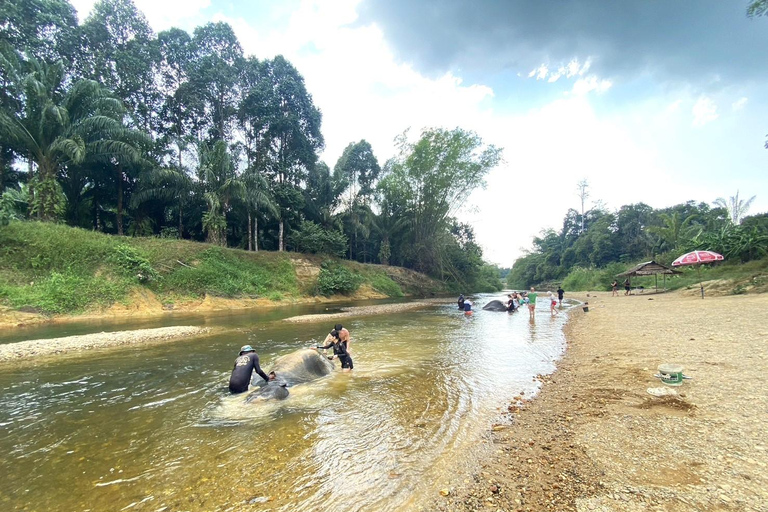Khao Lak: Khao Sok Elephant Sanctuary and Night Jungle Walk Khao Sok Elephant Sanctuary and Night Jungle Walk