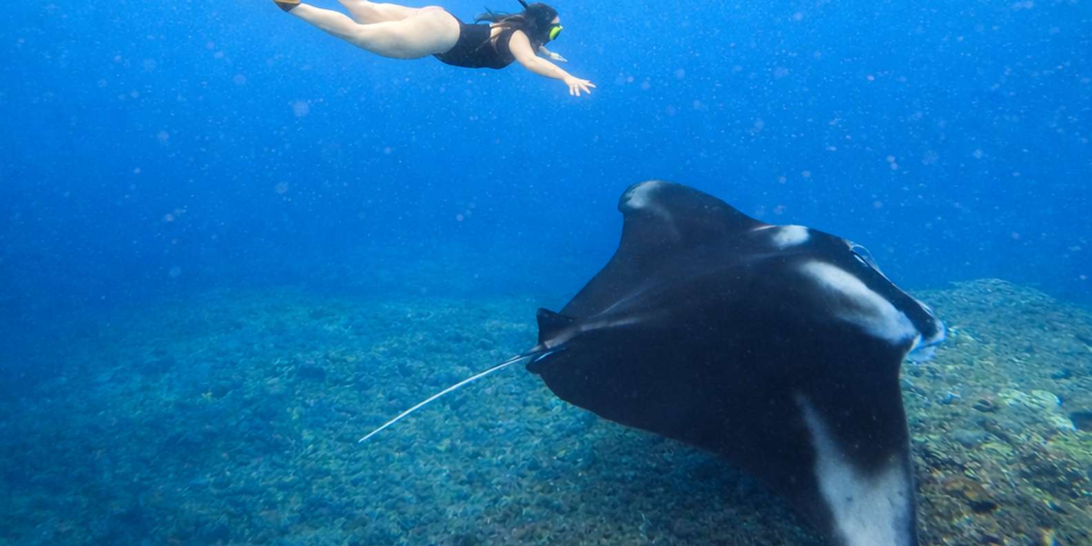 Bali: Private Snorkeling at Manta Point Nusa Penida