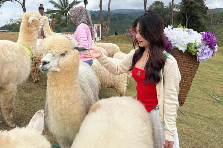 Chiang Mai: Mon Jam Flower Hills, Alpaca Cafe & Dantewada