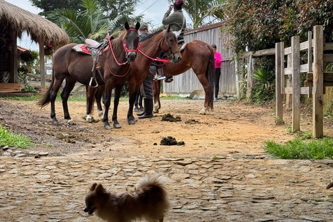 2-hour horseback riding + Private transportation + Photos & videos + Gift for the first 5 to book 2-hour horseback ride + private transportation + photos & videos + gift for the first 5 to book.