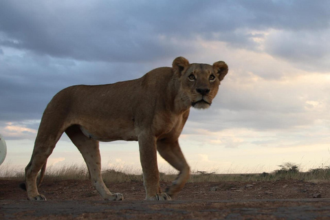 Parque Nacional de Nairobi, orfanato de elefantes e centro de girafas