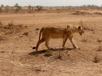 8 dagen7 nachten Kenia Kiboko Safari. - Housity