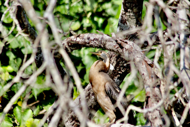From North Durban: iSimangaliso Park Safari & Boat Cruise