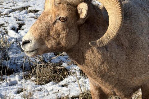 Grand Teton National Park: Full-Day Wildlife Tour with Lunch