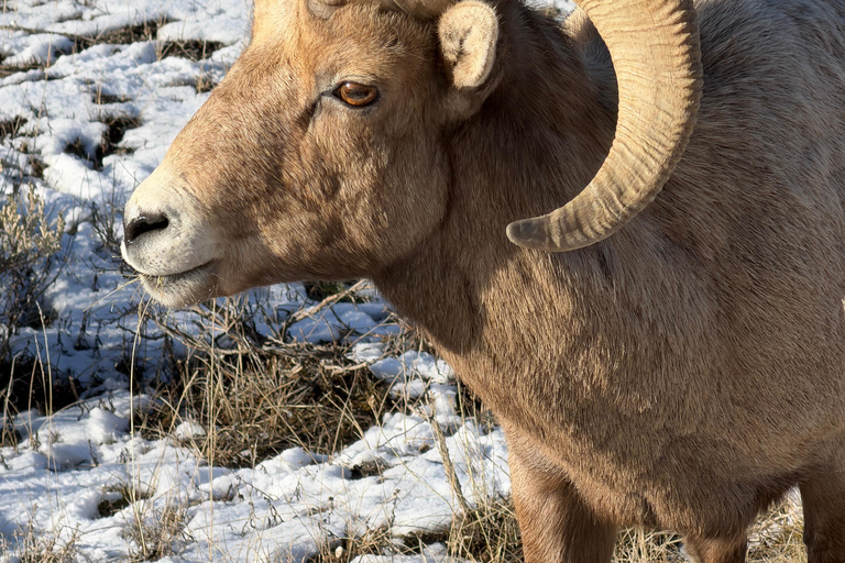 Grand Teton National Park: Full-Day Wildlife Tour with Lunch