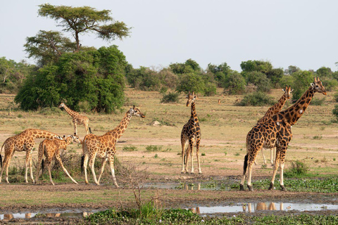 Oeganda Afrika : 3 Dagen Murchison Falls