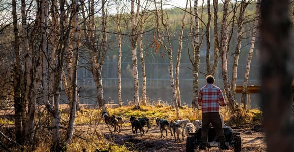 Rovaniemi: Autumn Husky Experience with cart ride and Photos
