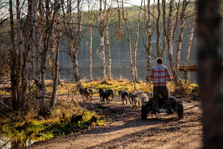 Rovaniemi: Autumn Husky Experience with cart ride and Photos
