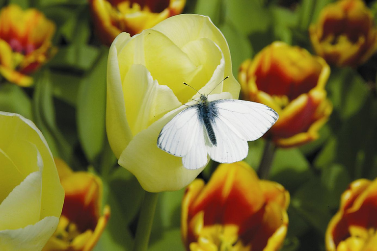 From Amsterdam: Keukenhof Gardens & Tulip Experience Tour Keukenhof Gardens Trip without Canal Tour Voucher