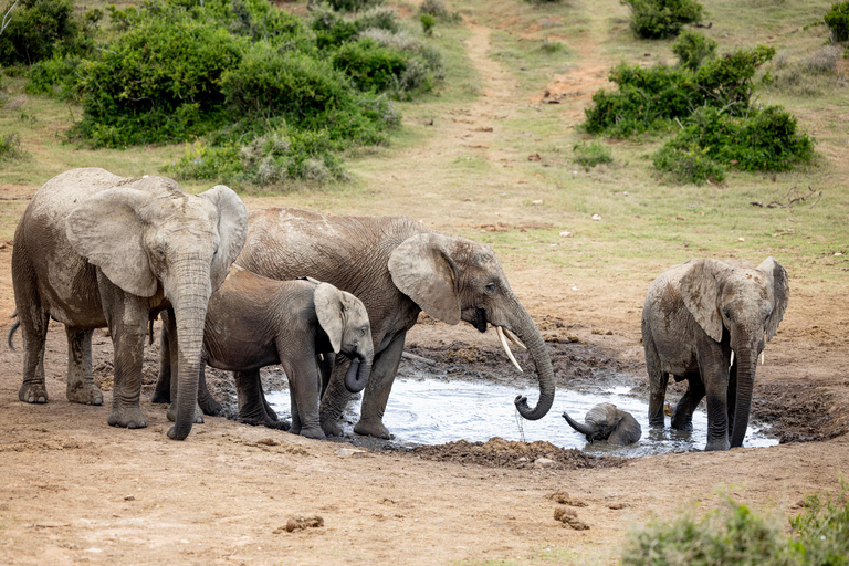 Addo Elephant National Park All Inclusive heldagssafariStandardtur
