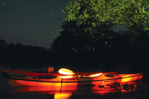 Bohol: Firefly Watching Shared Tour