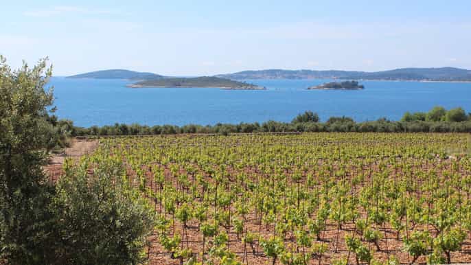 dubrovnik peljesac peninsula wine tasting tour