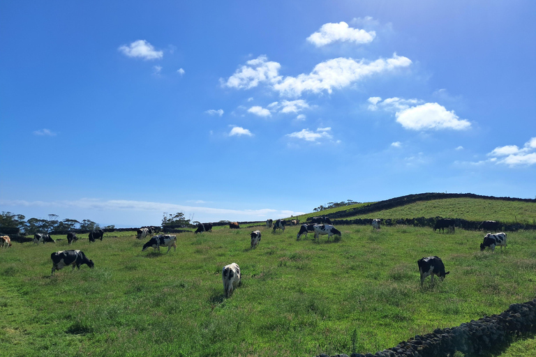 Azores: Half-Day Dairy Farm Tour