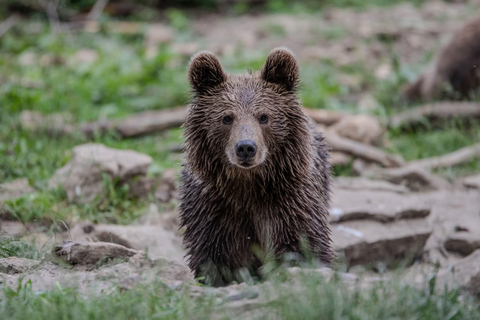 From Brașov: Bear Sanctuary, Dracula's Castle & Peleș Castle