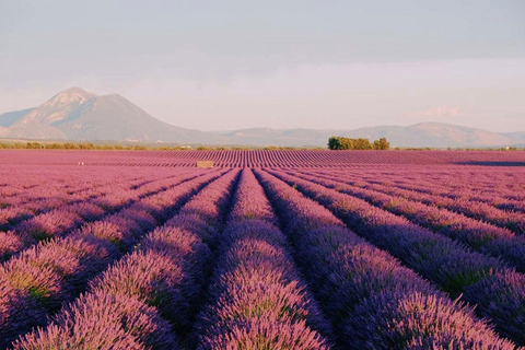 Day Trip: Lavender Fields & Gorges du Verdon LICENSED GUIDE + MERCEDES V