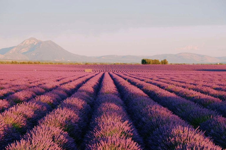 Day Trip: Lavender Fields & Gorges du Verdon LICENSED GUIDE + MERCEDES V
