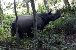 Ab Pokhara: 2-tägige Chitwan-Nationalpark-Safari-Tour