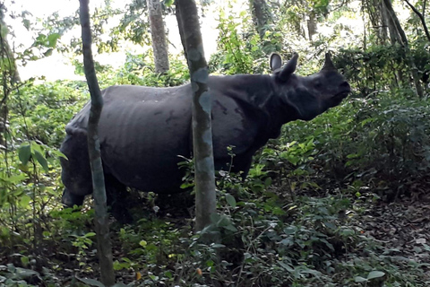 Desde Pokhara: Safari de 2 días por el Parque Nacional de Chitwan