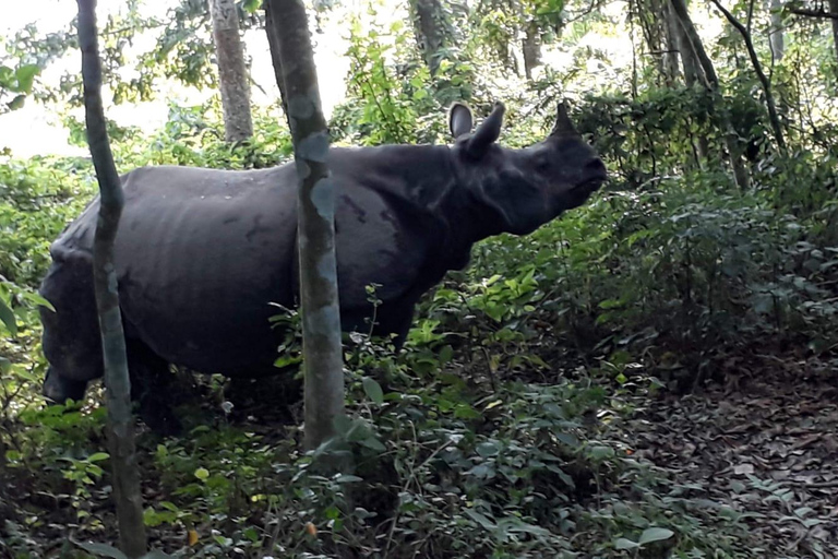 Desde Pokhara: Safari de 2 días por el Parque Nacional de Chitwan