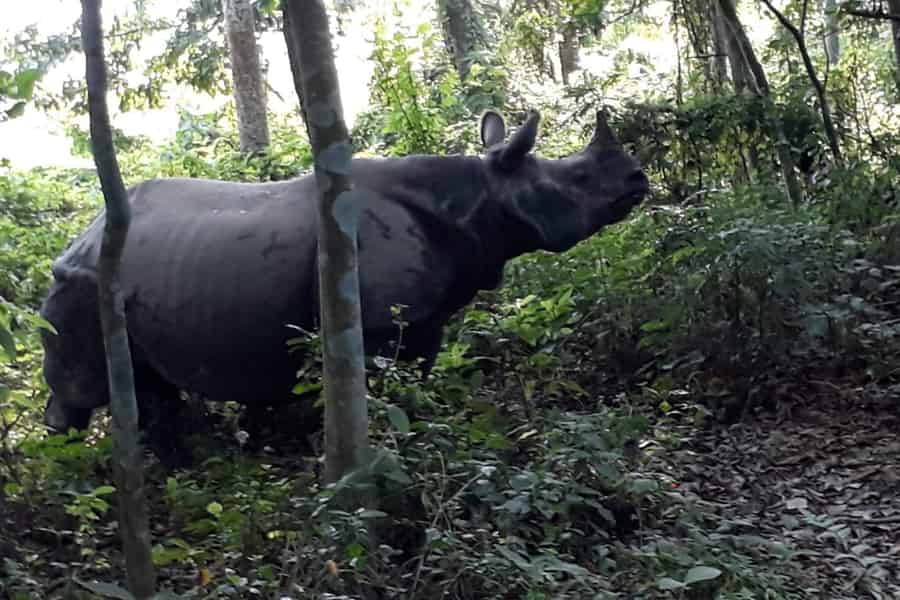 Ab Pokhara: 2-tägige Chitwan-Nationalpark-Safari-Tour. Foto: GetYourGuide Ab Pokhara: 2-tägige Chitwan-Nationalpark-Safari-Tour. Foto: GetYourGuide