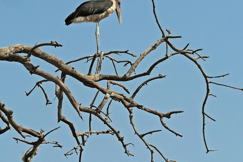 3 DayS Mikumi Safari from Dar es Salaam.