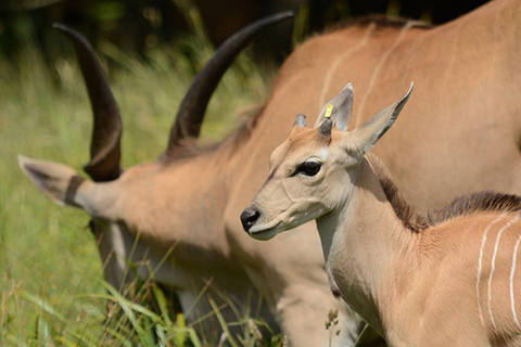 Arusha National Park dagstur1 dagstur till nationalparken Arusha