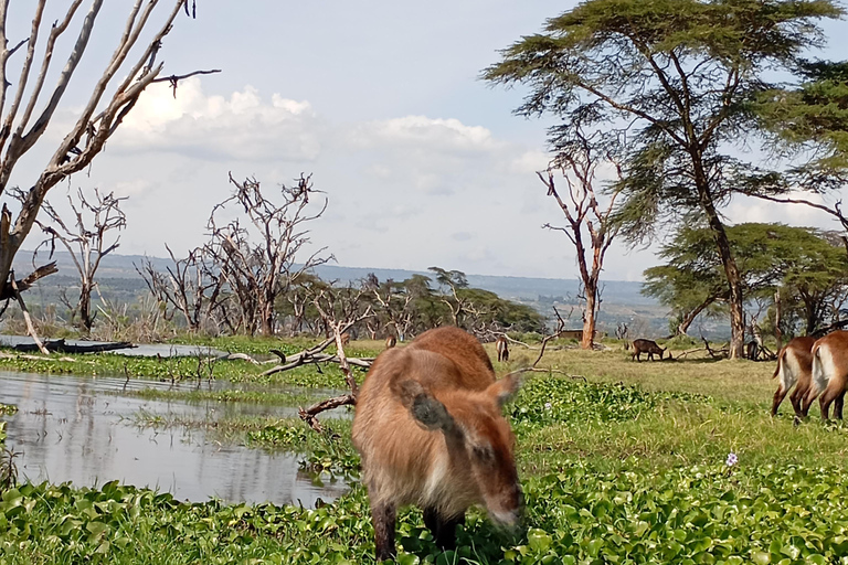 "Lake Naivasha Day Trip & Scenic Boat Ride Adventure"