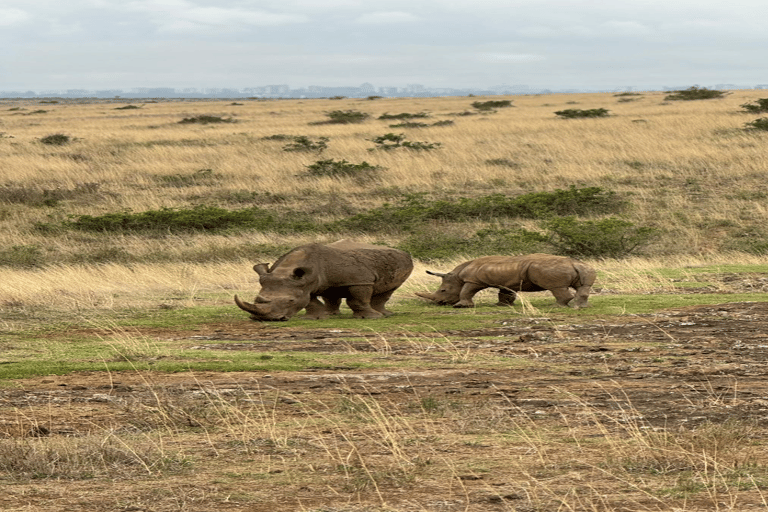 Parco Nazionale di Nairobi Game Drive