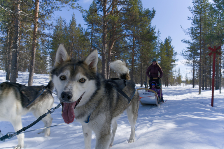 Levi: safari in slitta trainata da husky di 5 km con guida autonomaLevi: safari in slitta trainata da husky di 5 km da guidare da soli