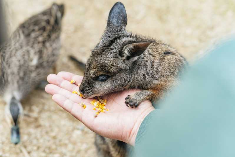 From Melbourne: Phillip Island Eco Wildlife Tour | GetYourGuide