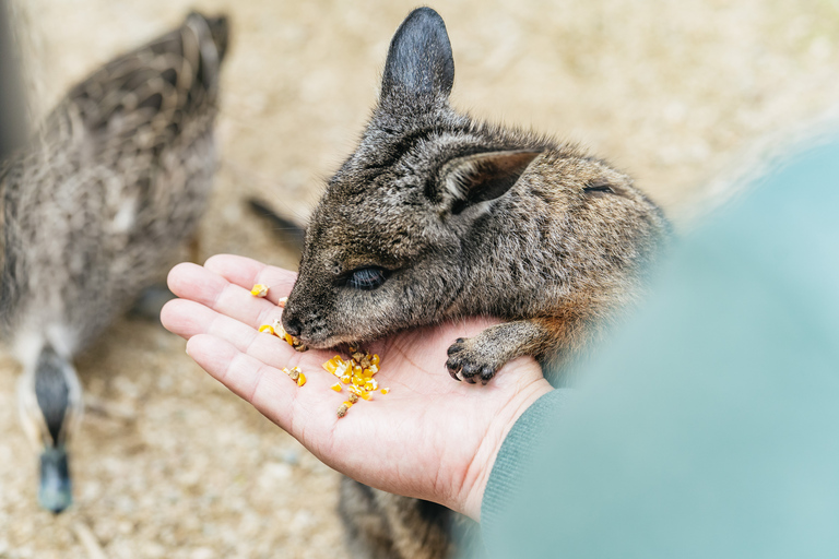 Desde Melbourne: Excursión ecológica a la fauna de Phillip IslandDesde Melbourne: ecotour de fauna a Phillip Island