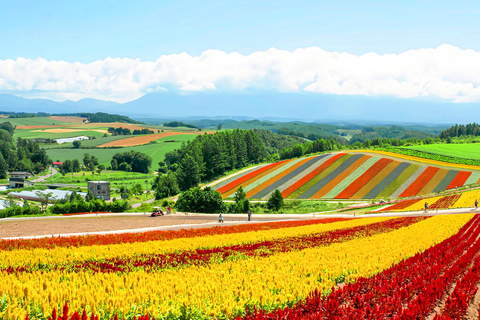 Hokkaido Summer Day Trip: Patchwork Road&Shikisai no Okas Depart from Sapporo Tokyu REI Hotel (without lunch)