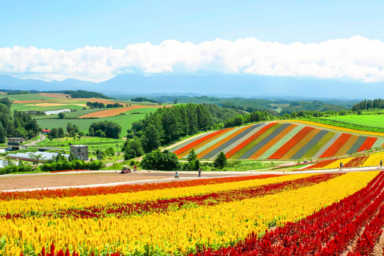 Hokkaido Summer Day Trip: Patchwork Road&Shikisai no Okas Depart from Sapporo Tokyu REI Hotel (without lunch)