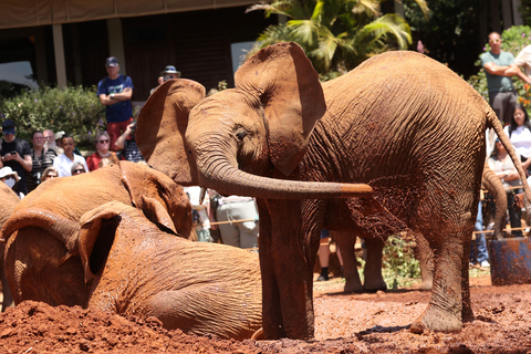 Nairobi: David Sheldrick Olifantenkwekerij Tour