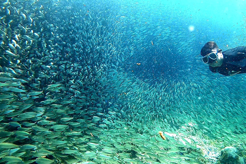 Cebu: obserwowanie rekinów wielorybich, wodospad Kawasan i nurkowanie z rurką