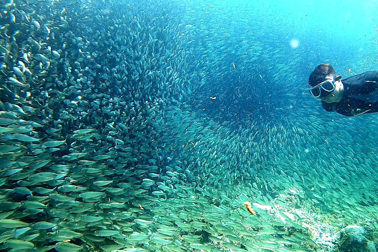 Cebu : Requin-baleine, chutes d&#039;Inambakan et excursion à Moalboal (sardines)Option de visite en groupe partagé