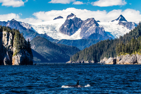 From Seward: Half-Day Resurrection Bay Wildlife Cruise Tour 4 Hour 12:30 PM Departure