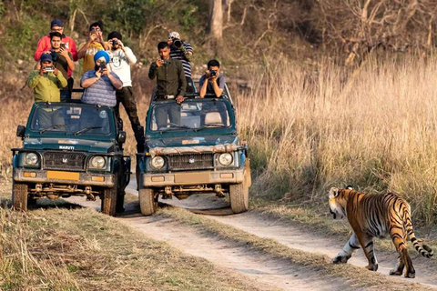 Delhi: Excursión de 3 días al Parque Nacional de Ranthambore con safari ...